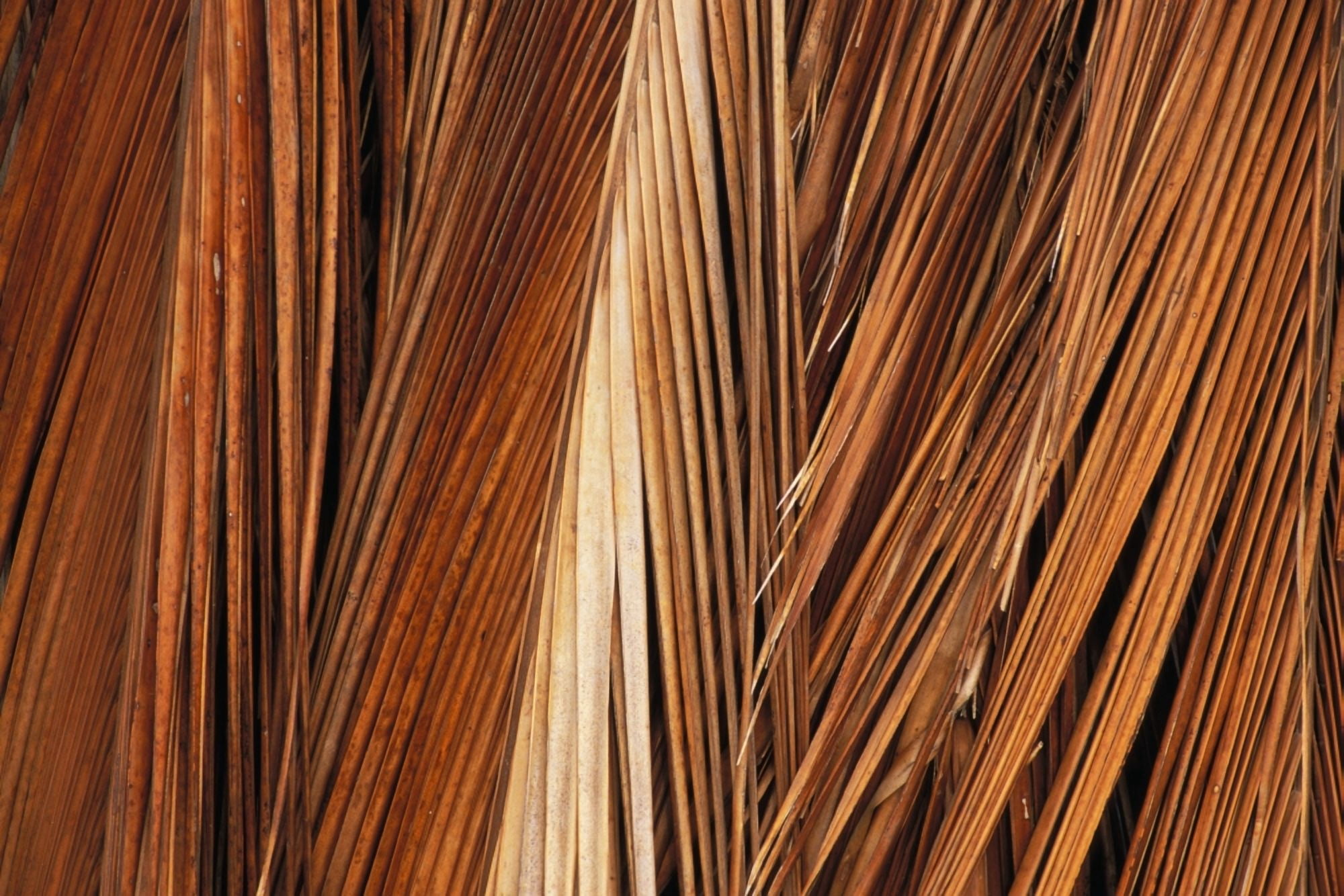 Hawaii Molokai Kapuaiwa Coconut Grove Close-Up Of Coconut Palm Fronds Canvas Art - Greg Vaughn Design Pics (17 x 11)
