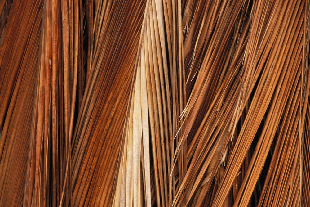 Hawaii Molokai Kapuaiwa Coconut Grove Close-Up Of Coconut Palm Fronds Canvas Art - Greg Vaughn  Design Pics (34 x 22)