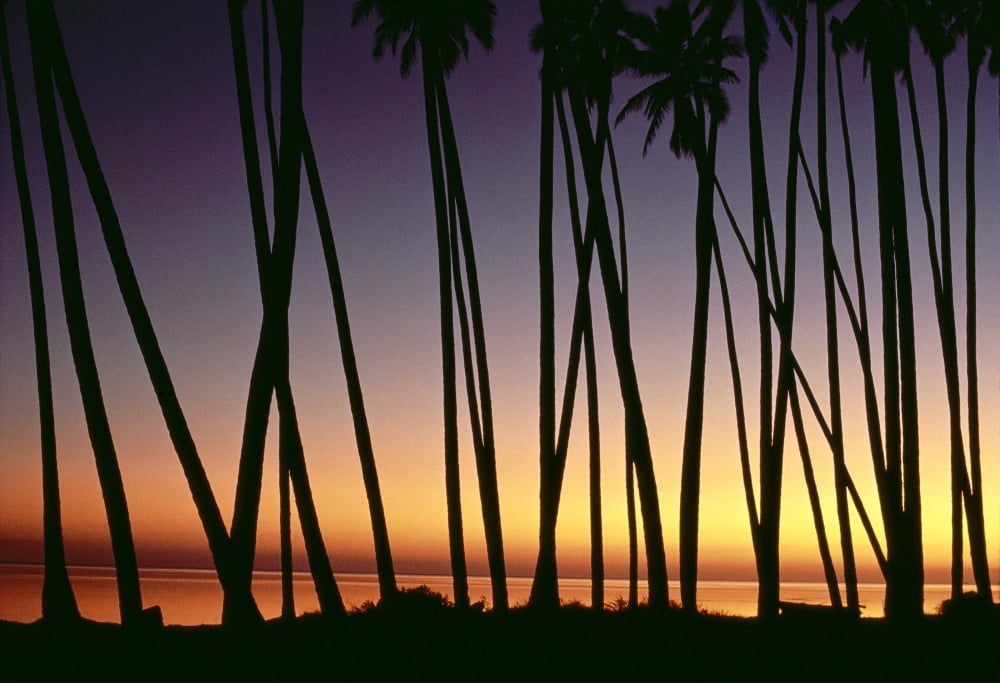 Hawaii Molokai Kapuaiwa Coconut Grove Palm Tree Trunks Silhouetted At Sunset Ocean Background Orange Yellow A29E Canvas Art - Robert Sablan  Design Pics (18 x 12)