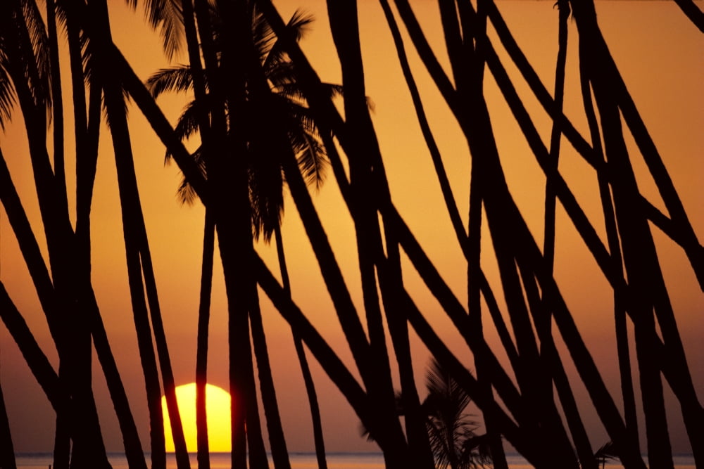 Hawaii Molokai Kapuaiwa Coconut Grove Trees Silhouetted At Sunset Canvas Art - Robert Sablan Design Pics (19 x 12)