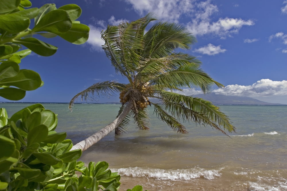 Hawaii Molokai Palm Tree Overhangs The Ocean With A View Of Maui In Distance Canvas Art - Dave Fleetham Design Pics (18 x 12)