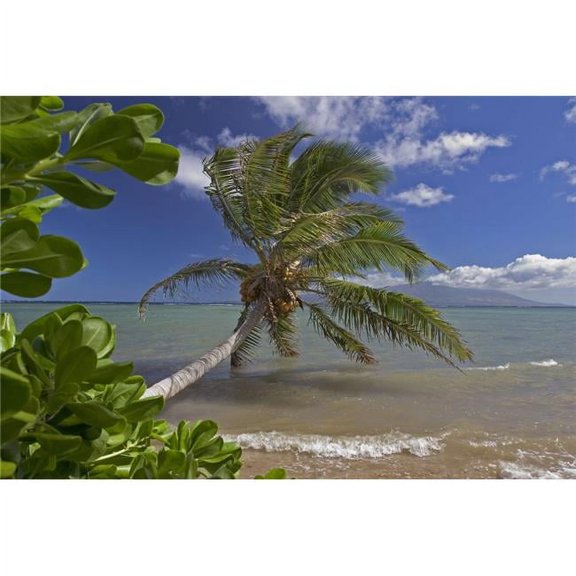 Hawaii Molokai Palm Tree Overhangs The Ocean With A View Of Maui In Distance. Poster Print