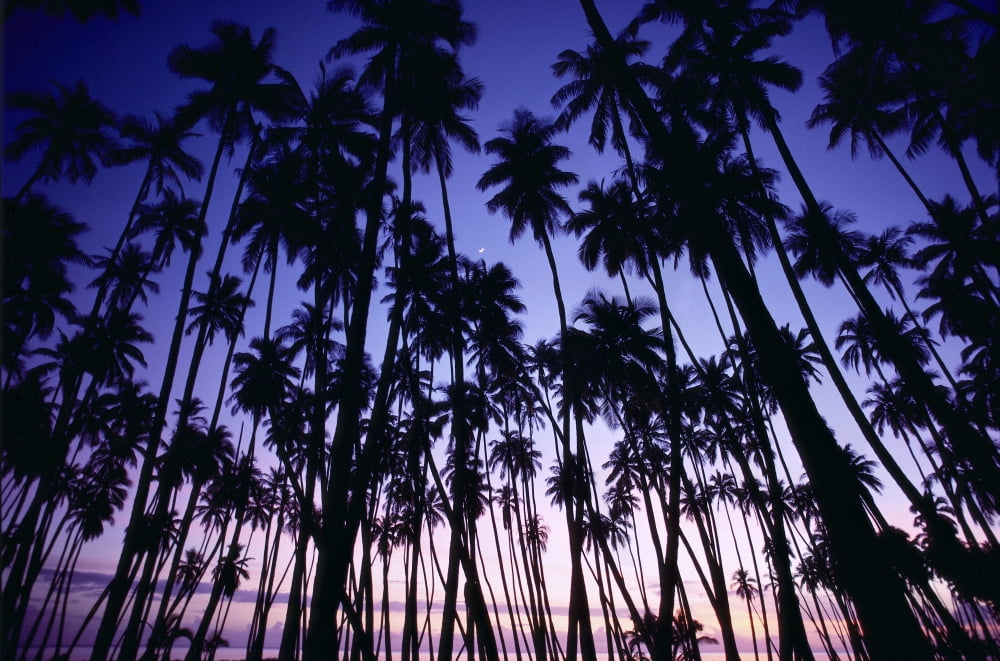 Hawaii Molokai Sunset Palms Tree Grove Upward View Blue Golden Sky A29C Canvas Art - Allan Seiden Design Pics (38 x 24)