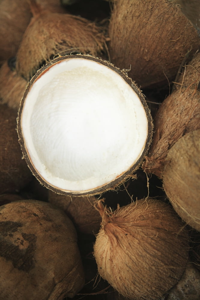 Hawaii Oahu A Coconut In Halves White Meaty Fruit Canvas Art - Brandon Tabiolo Design Pics (11 x 17)