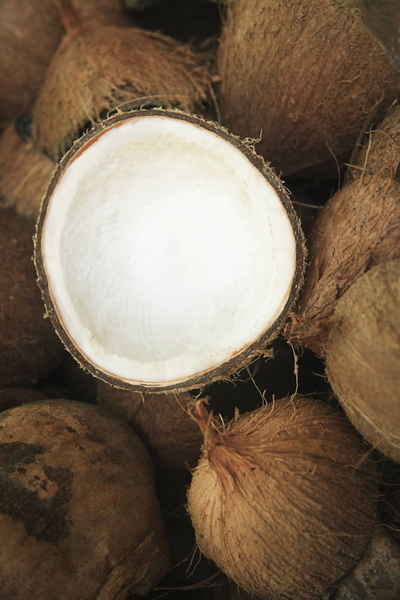Hawaii Oahu A Coconut In Halves White Meaty Fruit Canvas Art - Brandon Tabiolo Design Pics (22 x 34)