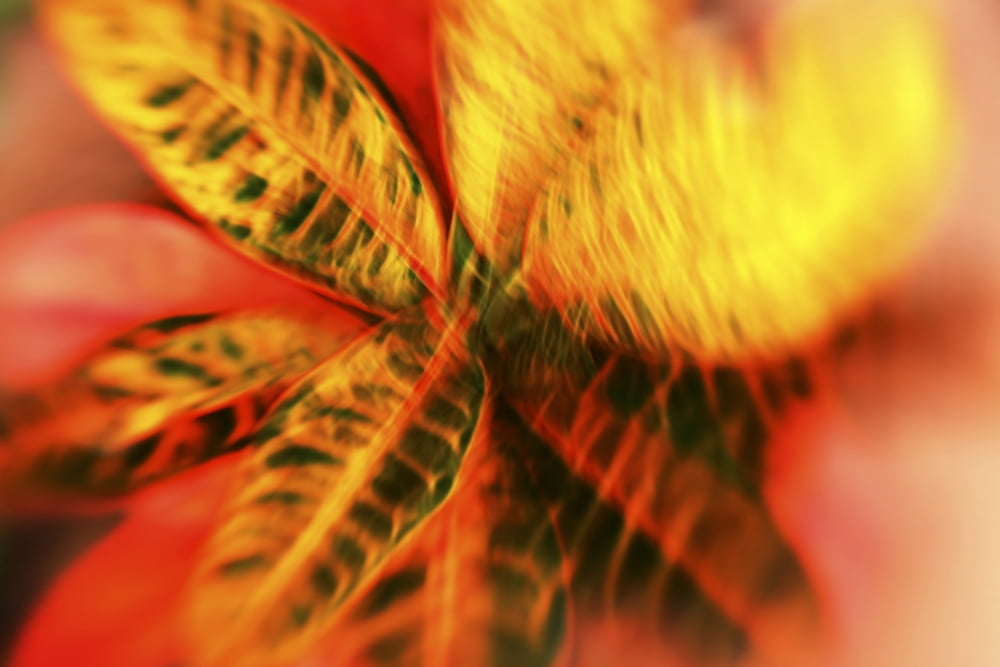 Hawaii Oahu Abstract image of a colorful Croton plant Canvas Art - Vince Cavataio Design Pics (18 x 12)