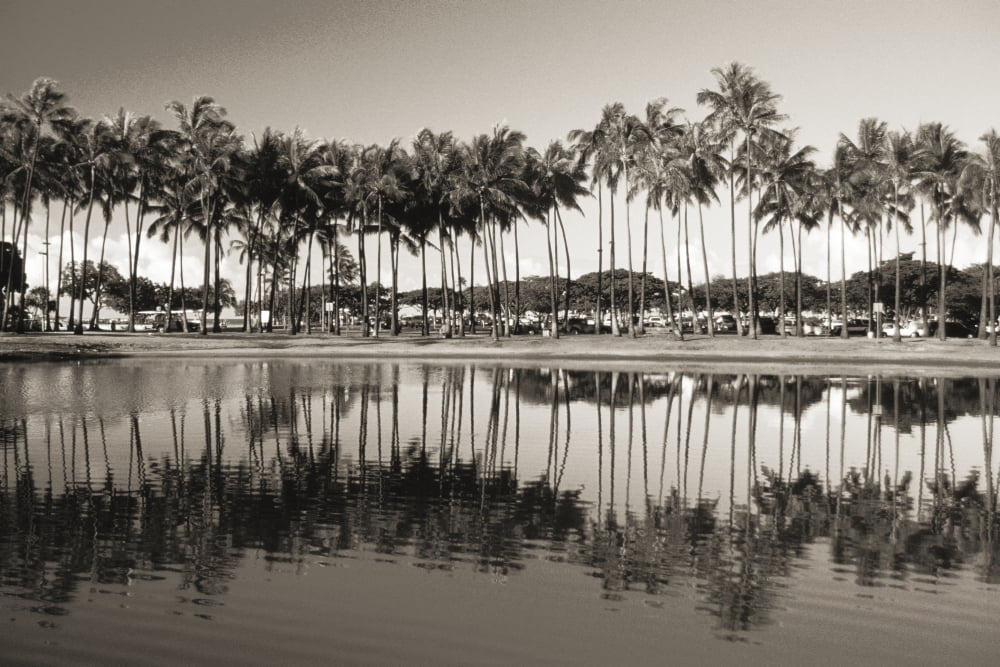 Hawaii Oahu Ala Moana Beach Park Line Of Palm Trees And Reflections In Pond (Sepia Photograph) Canvas Art - Mary Van de Ven Design Pics (34 x 22)