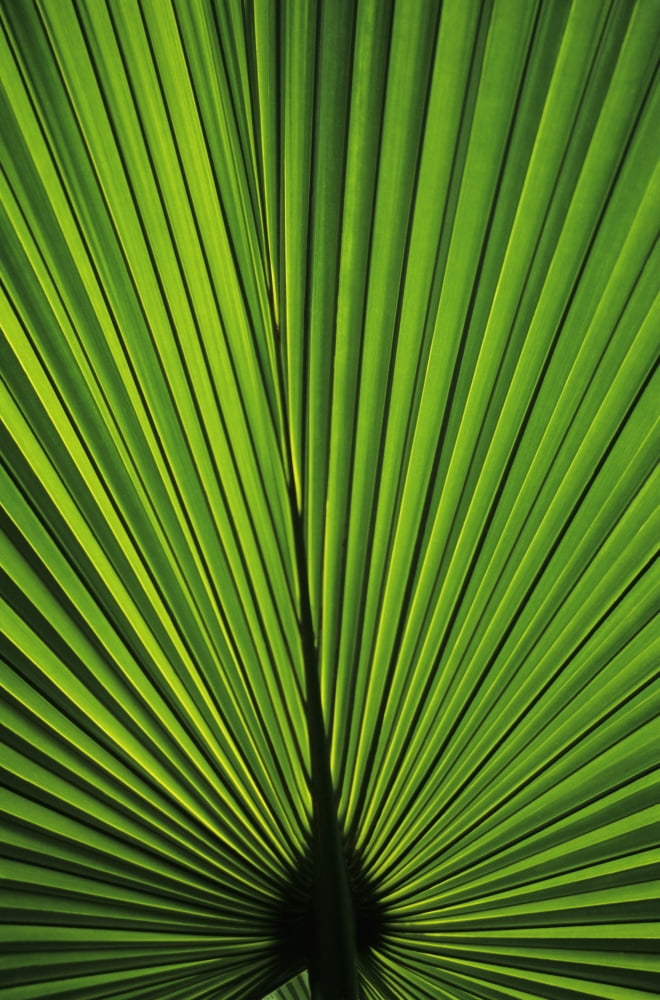 Hawaii Oahu Backlit Fan Palm Leaf Canvas Art - Brent Black Design Pics (22 x 34)