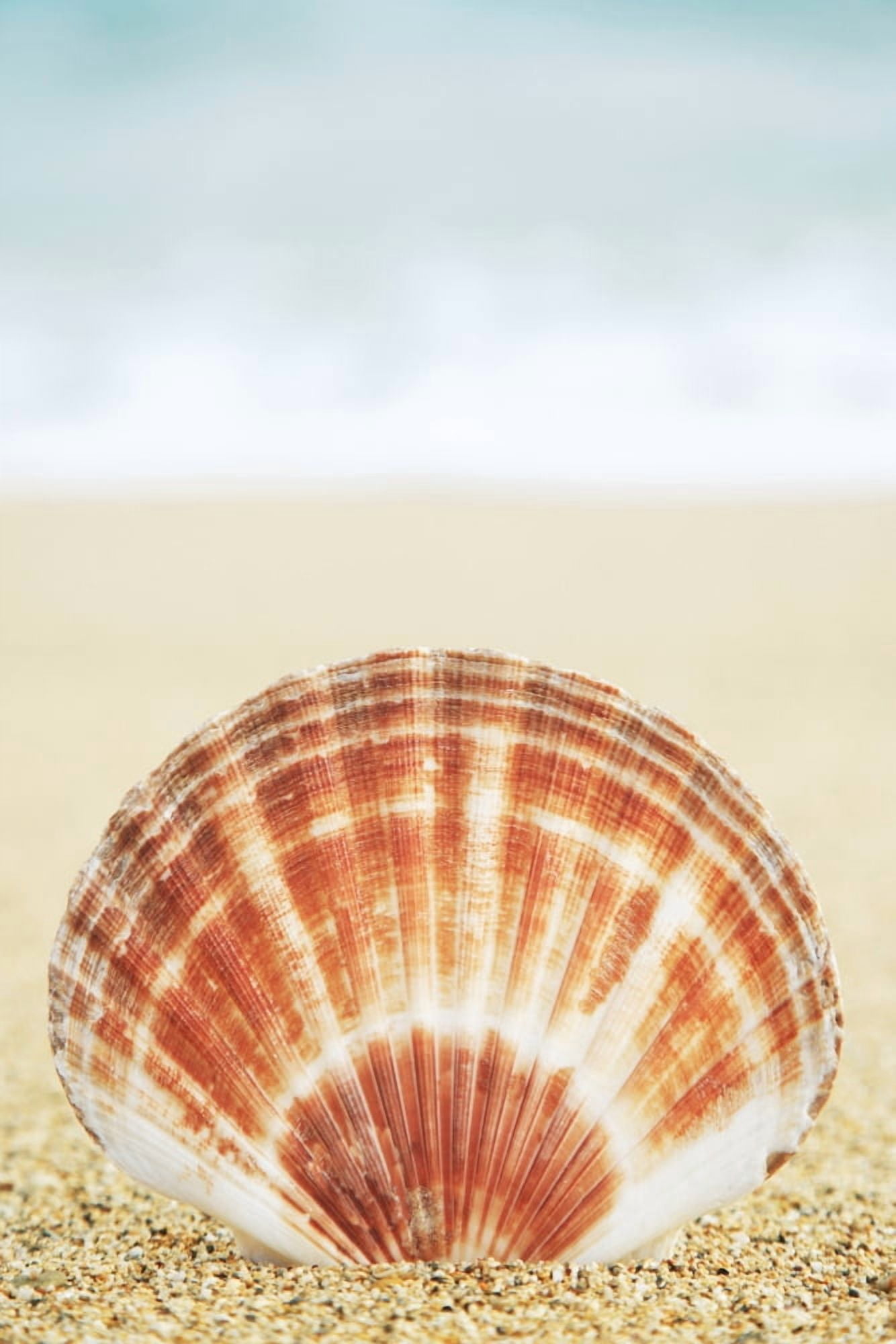 Hawaii Oahu Brown And White Clam Shell On Sand Canvas Art - Brandon Tabiolo Design Pics (22 x 34)