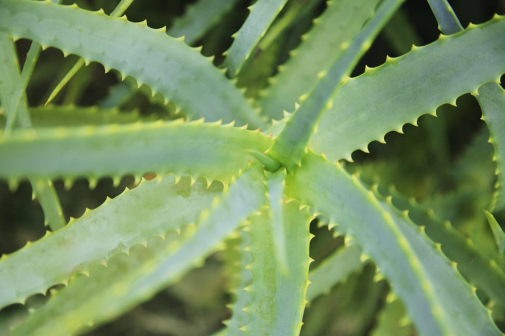 Hawaii Oahu Close Up Of Aloe Garden Canvas Art - Brandon Tabiolo Design Pics (17 x 11)