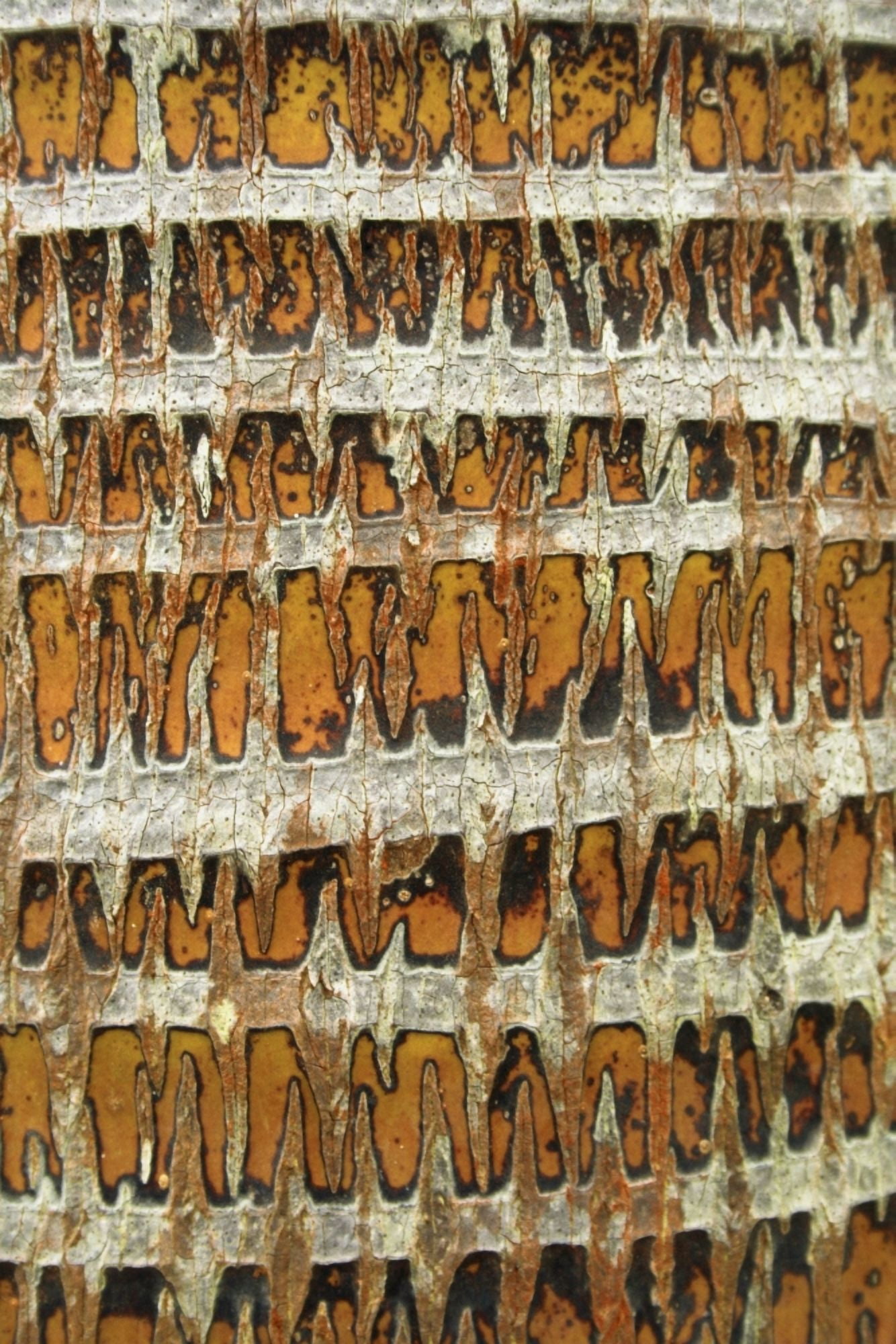 Hawaii Oahu Close-Up Of Coconut Palm Tree Bark Texture Canvas Art - Brandon Tabiolo Design Pics (11 x 17)