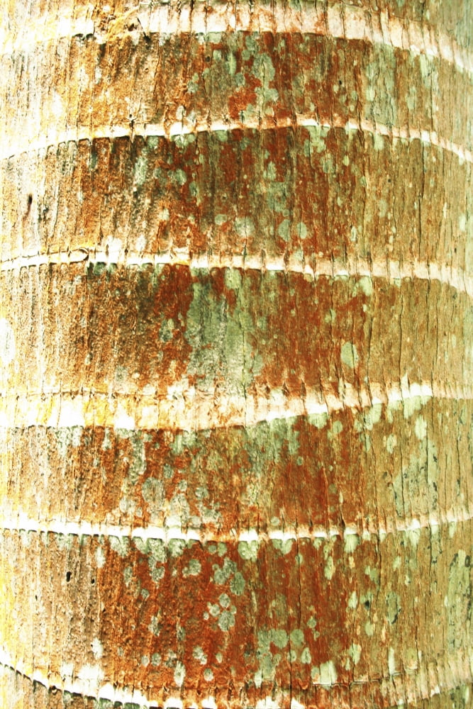 Hawaii Oahu Close-Up Of Coconut Palm Tree Bark Texture Canvas Art - Brandon Tabiolo Design Pics (11 x 17)