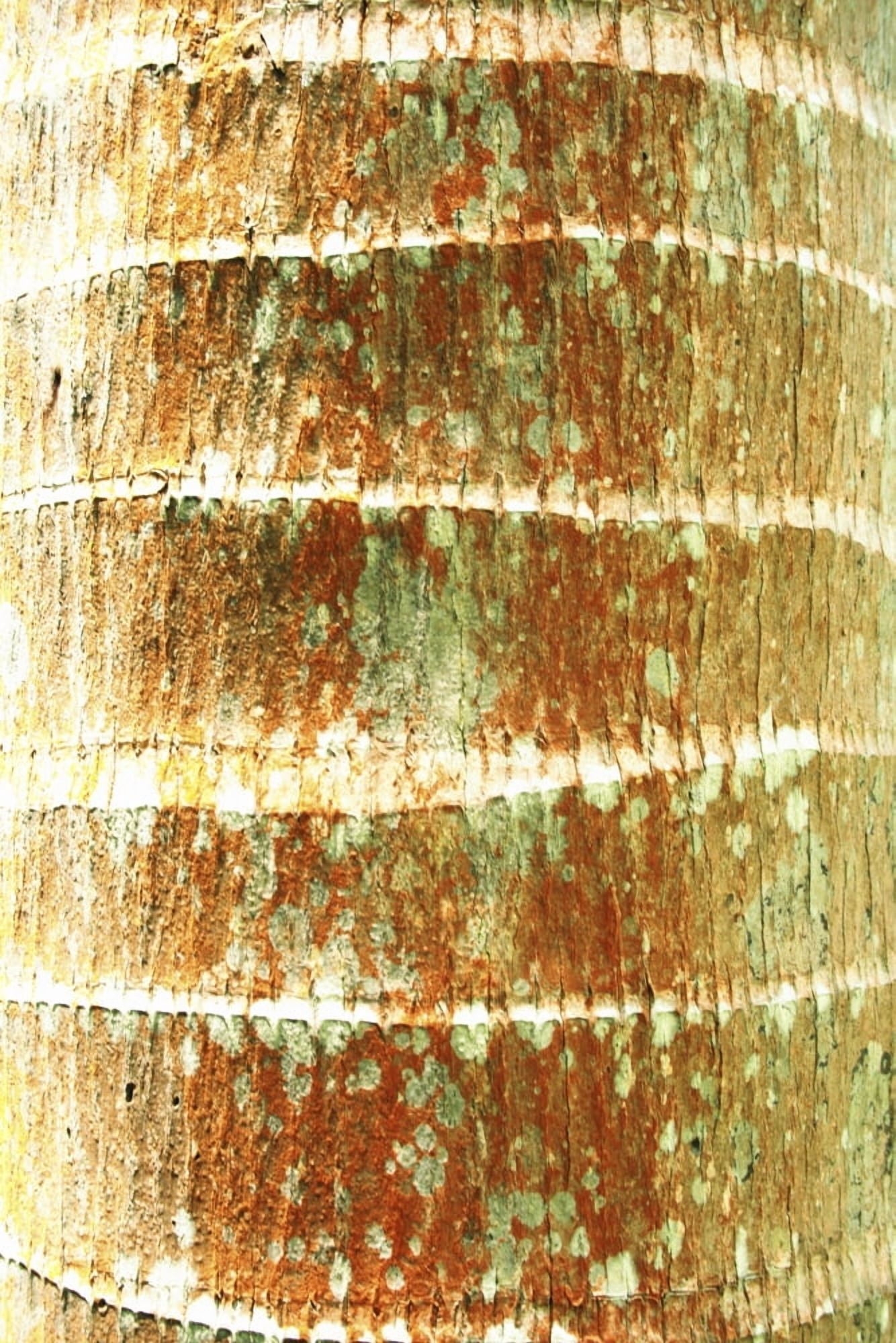 Hawaii Oahu Close-Up Of Coconut Palm Tree Bark Texture Canvas Art - Brandon Tabiolo Design Pics (22 x 34)