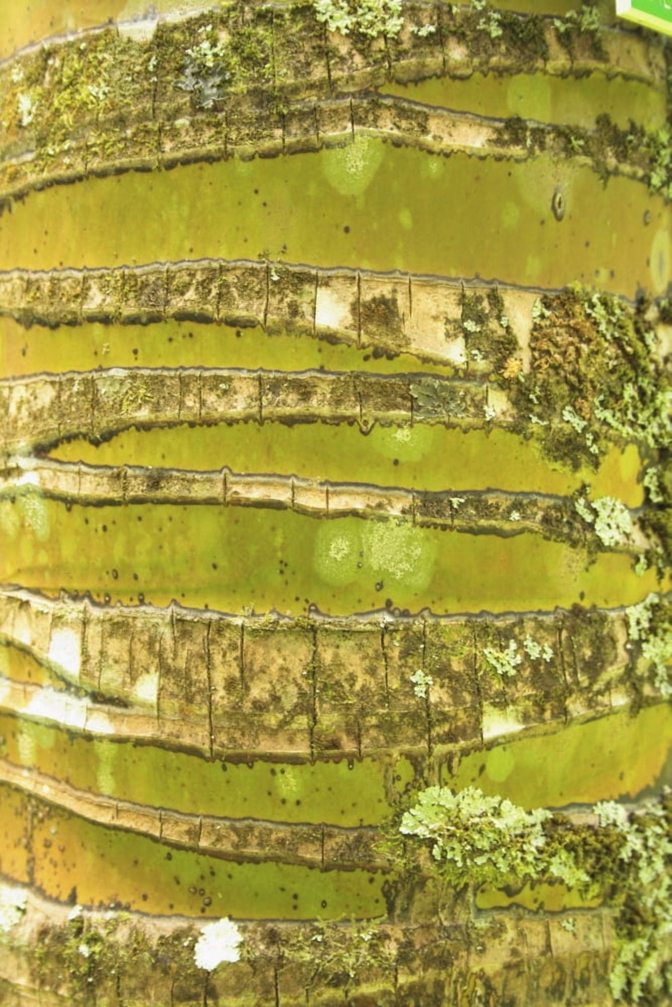 Hawaii Oahu Close-Up Of Coconut Palm Tree Bark Texture Canvas Art - Brandon Tabiolo Design Pics (22 x 34)