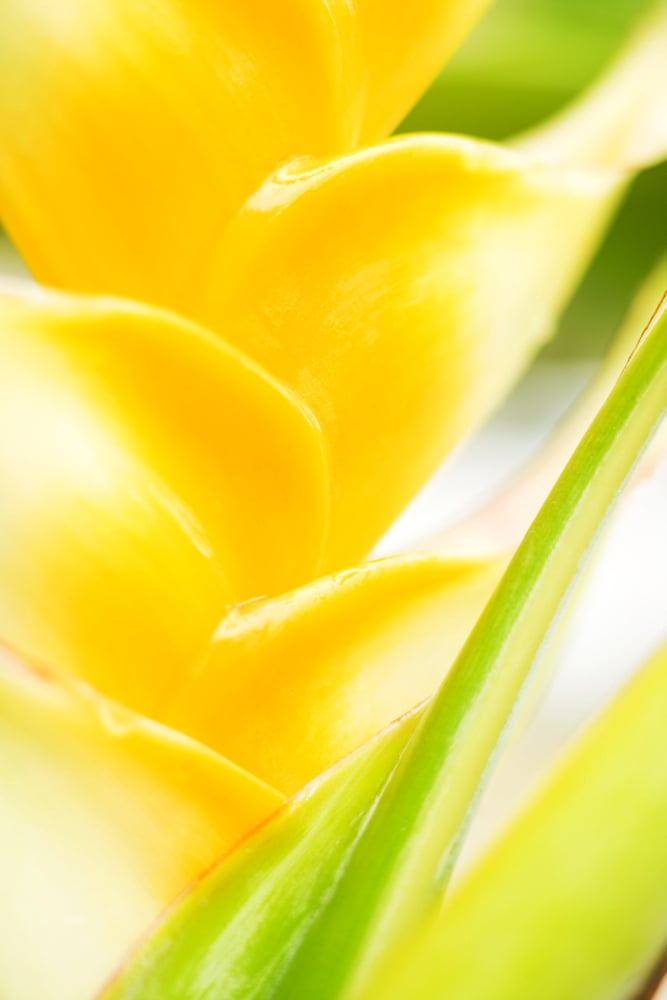 Hawaii Oahu Close-Up Of Heliconia Plant Canvas Art - Dana Edmunds Design Pics (22 x 34)