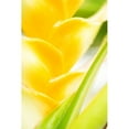 thumbnail image 1 of Hawaii, Oahu, Close-Up Of Heliconia Plant. Poster Print (11 x 17), 1 of 3