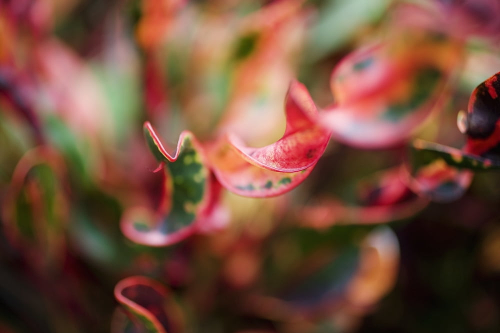 Hawaii Oahu Curly Leaf Croton Leaves - Macro Canvas Art - Charmian Vistaunet Design Pics (38 x 24)