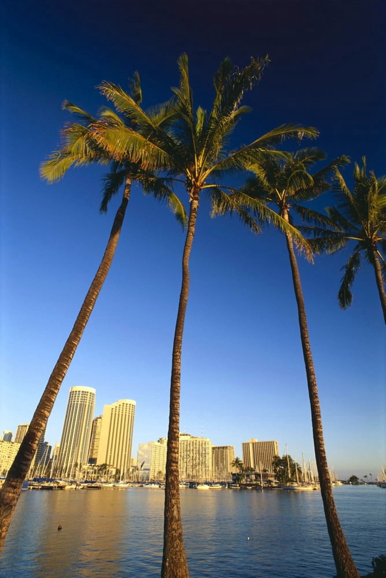 Hawaii Oahu Daytime View Of Waikiki Skyline And Harbor Palm Trees In Foreground Canvas Art - Carl Shaneff Design Pics (24 x 38)