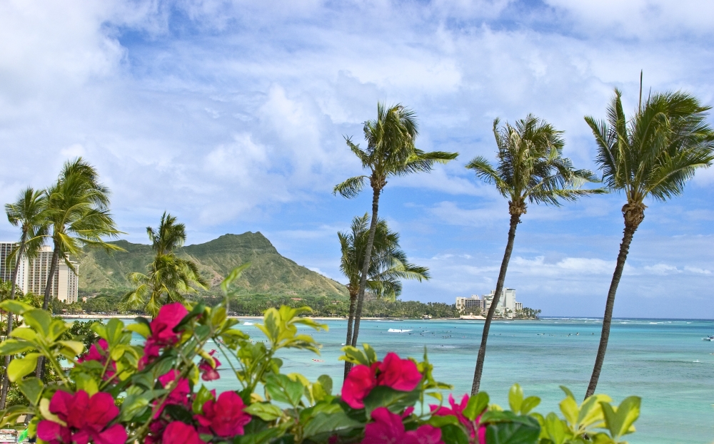 Hawaii Oahu Diamond Head Waikiki Palm Trees And Bougainvillea Foreground Canvas Art - Tomas del Amo Design Pics (34 x 22)