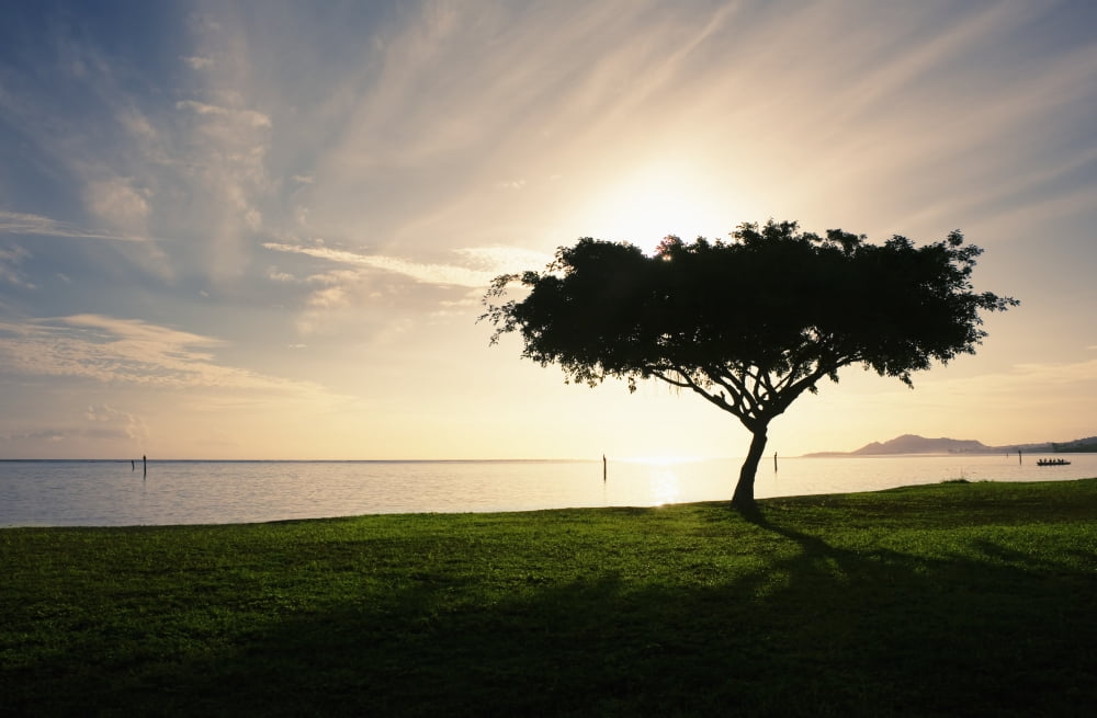 Hawaii Oahu Hawaii Kai Silhouetted Tree At Maunalua Bay Park Canvas Art - Charmian Vistaunet Design Pics (19 x 12)