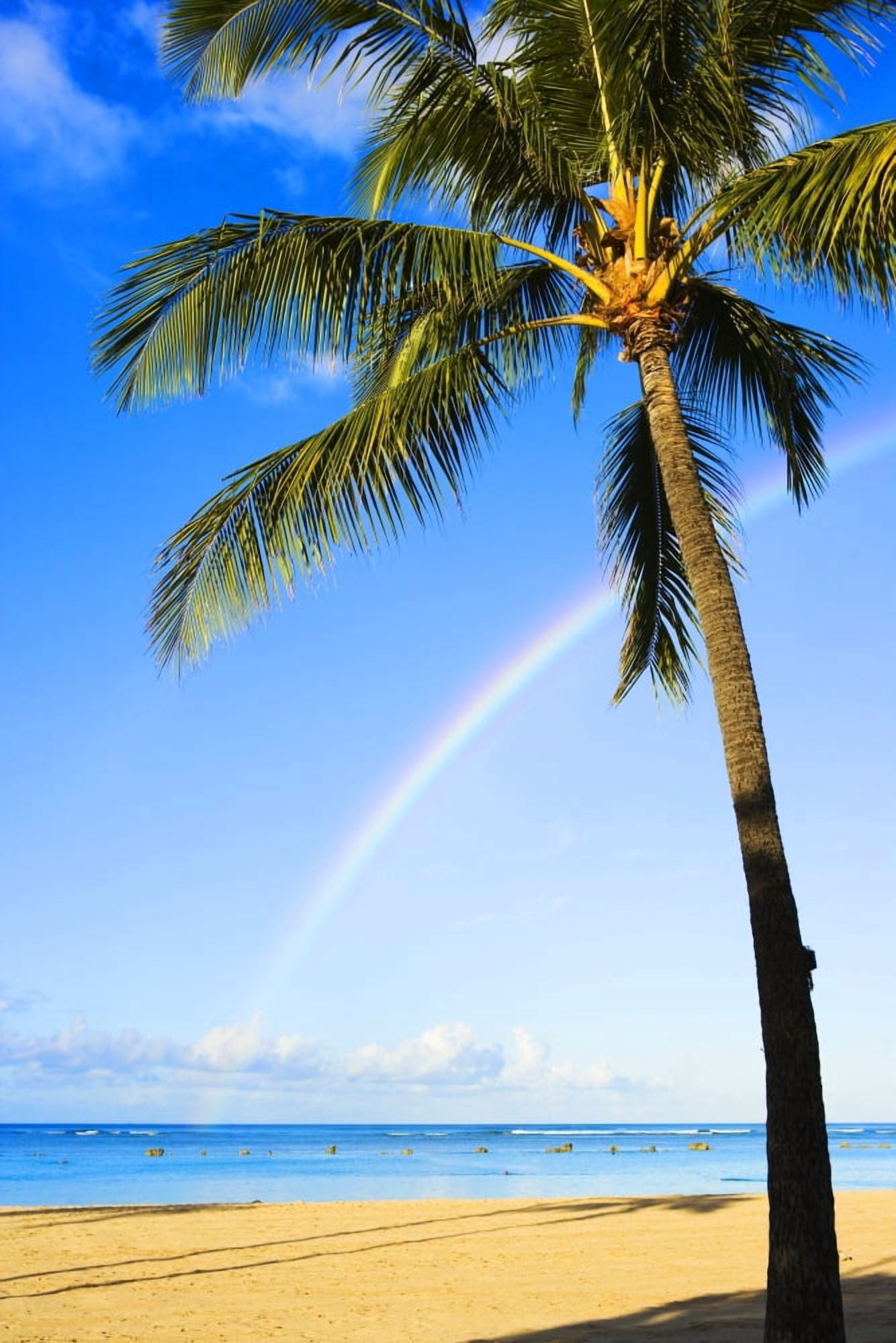 Hawaii Oahu Honolulu Ala Moana Beach Park Palm Tree And Rainbow Canvas Art - Dana Edmunds Design Pics (13 x 20)