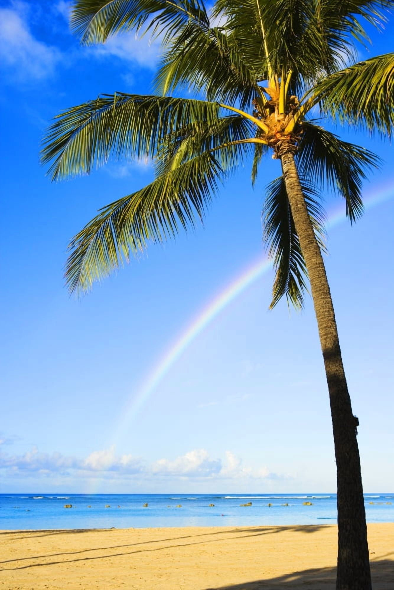 Hawaii Oahu Honolulu Ala Moana Beach Park Palm Tree And Rainbow Canvas Art - Dana Edmunds Design Pics (26 x 40)