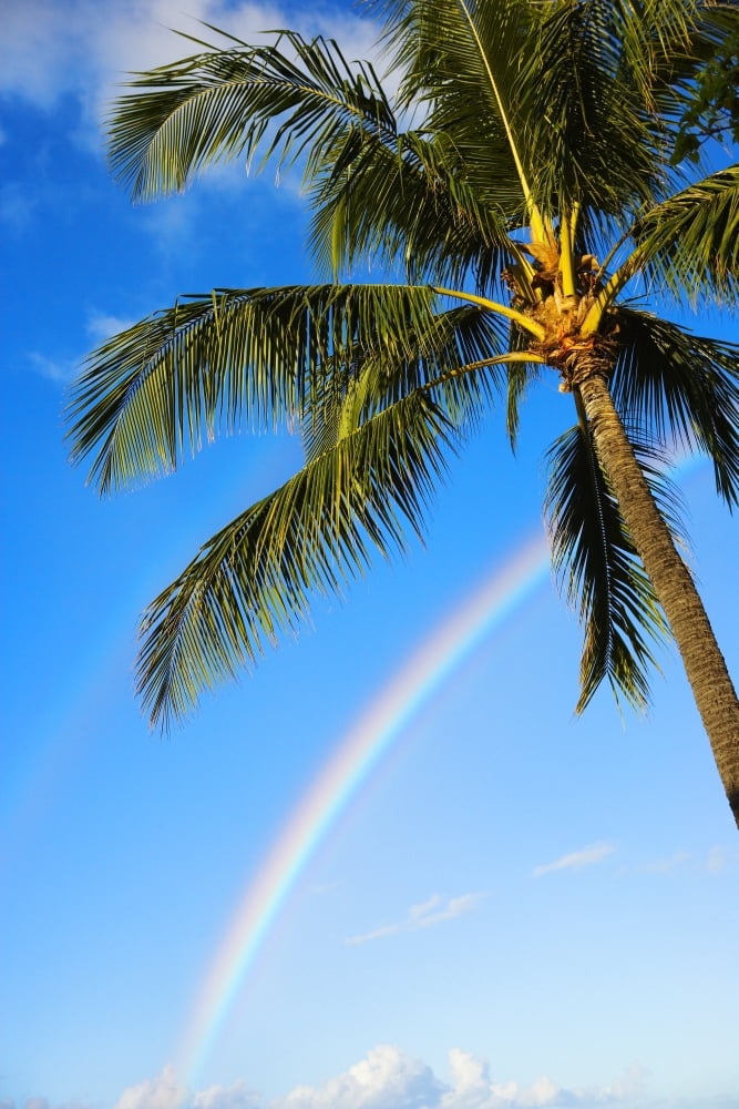 Hawaii Oahu Honolulu Ala Moana Beach Park Palm Tree And Rainbow Canvas Art - Dana Edmunds Design Pics (26 x 40)
