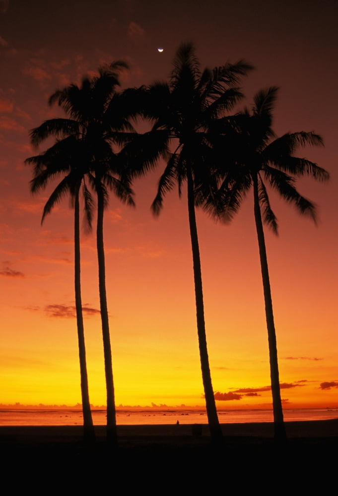 Hawaii Oahu Honolulu Ala Moana Beach Park Palm Trees Silhouetted At Sunset Orange Sky Canvas Art - Mary Van de Ven Design Pics (11 x 17)