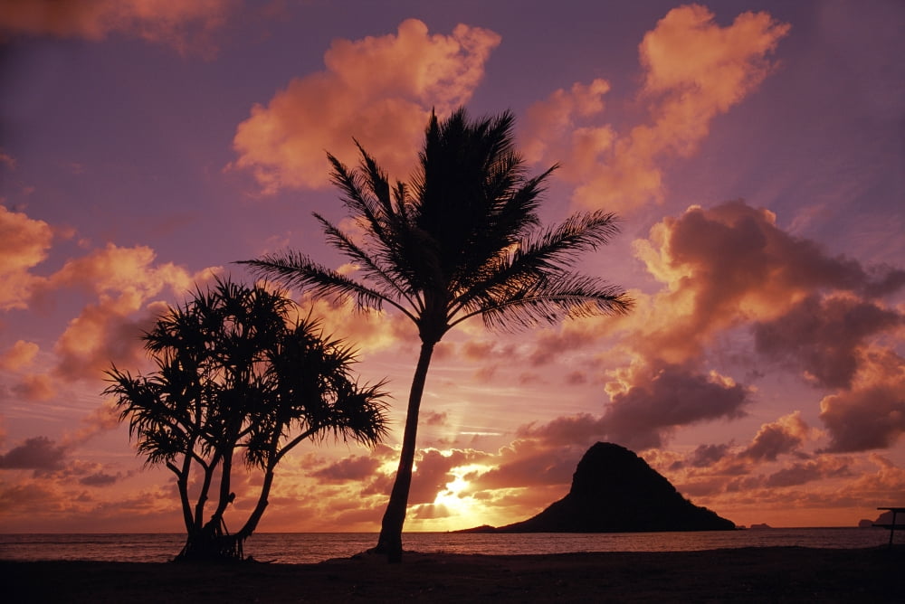 Hawaii Oahu Kualoa County Beach Park Mokolii Island (Chinaman Hat) At Sunrise Palm Tree Foreground Canvas Art - Greg Vaughn Design Pics (19 x 12)