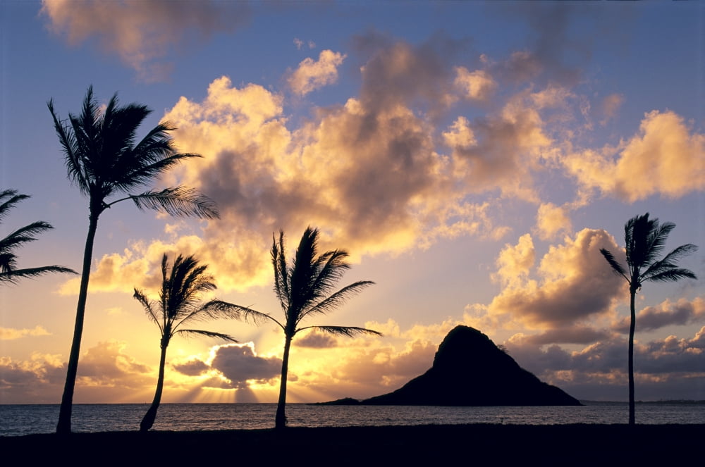 Hawaii Oahu Kualoa County Beach Park Mokolii Island (Chinaman Hat) Silhouetted At Sunrise Palms On Shore Canvas Art - Greg Vaughn Design Pics (19 x 12)