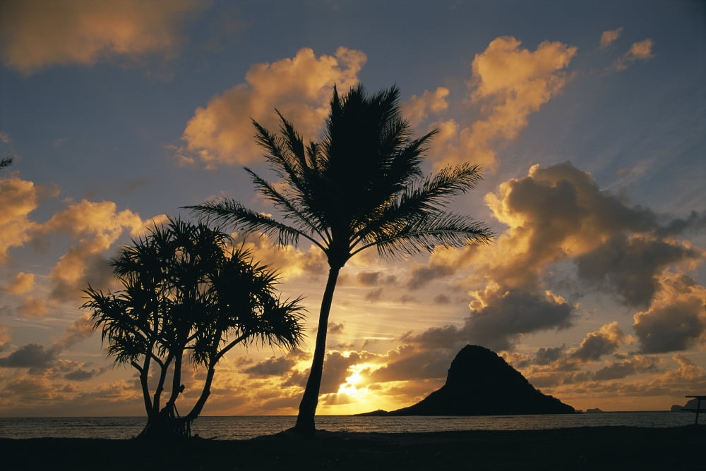 Hawaii Oahu Kualoa County Beach Park Mokolii Island (Chinaman Hat) At Sunrise Golden Light Palm Tree In Foreground Canvas Art - Greg Vaughn Design Pics (38 x 24)
