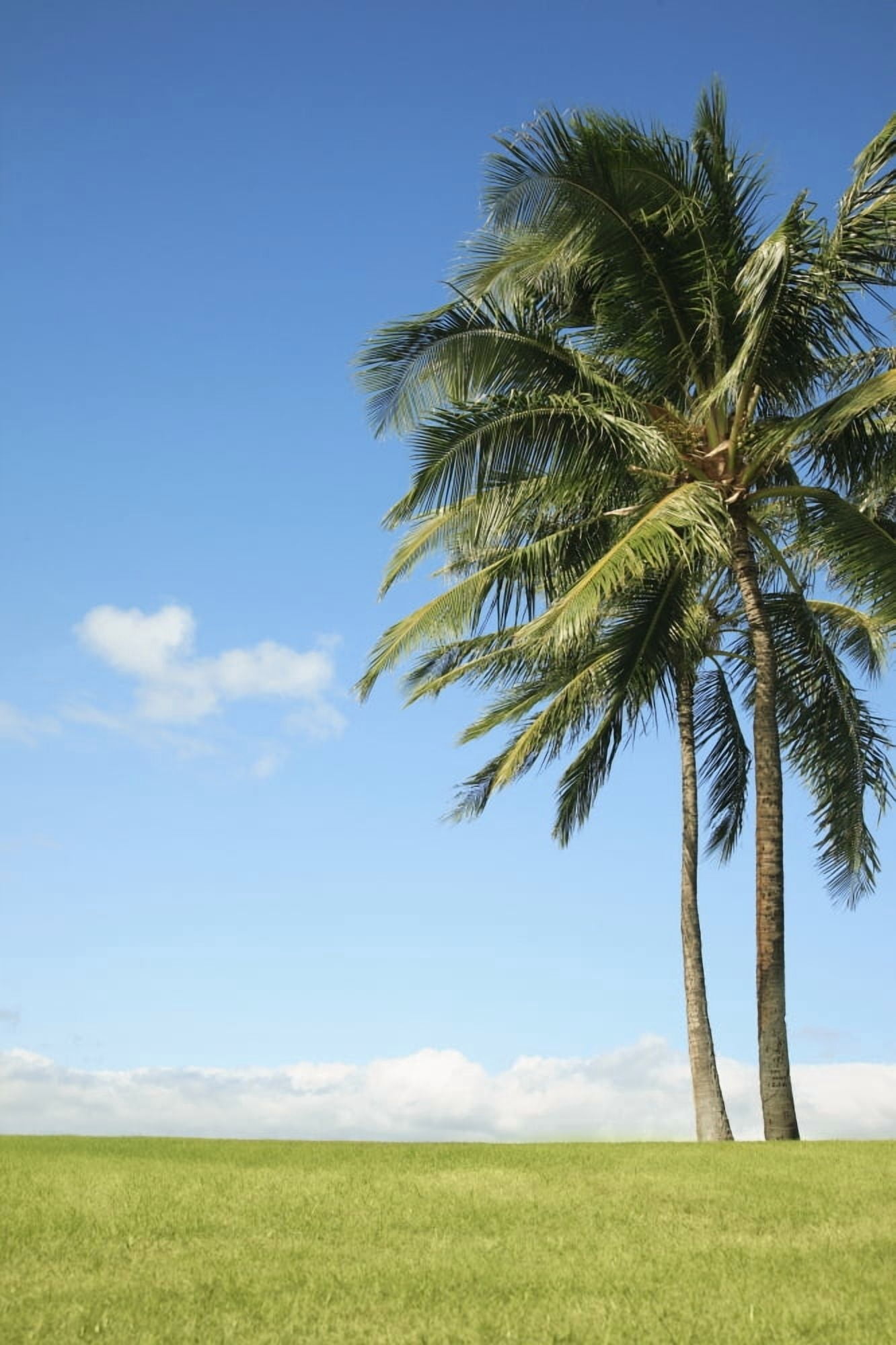 Hawaii Oahu Landscape Of Coconut Palm Tree On Grass Canvas Art - Brandon Tabiolo Design Pics (22 x 34)