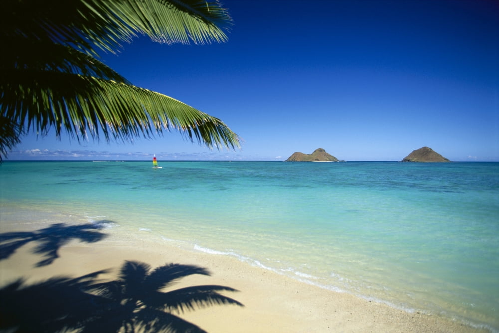 Hawaii Oahu Lanikai Beach Hobie Cat Sailing Near Mokulua Islands Palms C1554 Canvas Art - Dana Edmunds Design Pics (38 x 24)