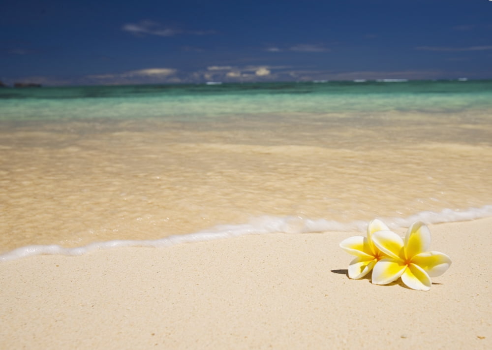 Hawaii Oahu Lanikai Beach Two Plumerias Resting On The Sand Of A Gorgeous Tropical Beach Canvas Art - Tomas del Amo Design Pics (16 x 11)