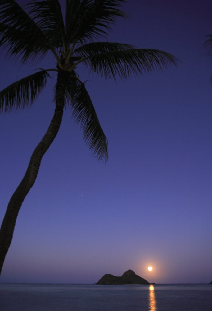 Hawaii Oahu Lanikai Full Moon Rising Over One Of The Mokulua Islands With A Palm Tree In The Foreground Canvas Art - Tomas del Amo Design Pics (11 x 16)