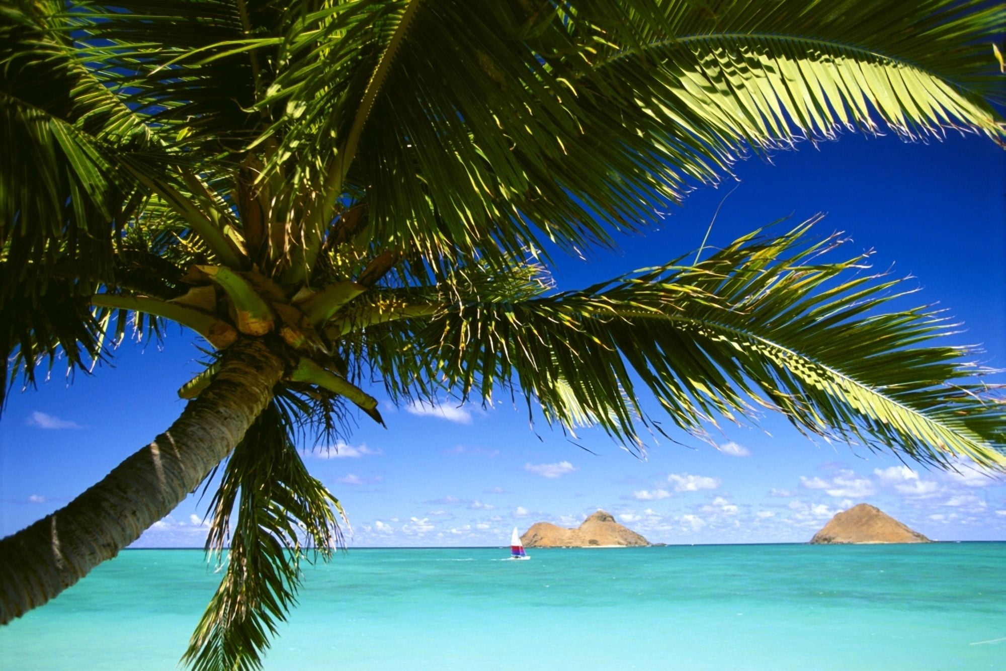 Hawaii Oahu Lanikai Palm Tree Foreground With Mokulua Islands Background Sailboat In Turquoise Waters Canvas Art - Dana Edmunds Design Pics (38 x 24)
