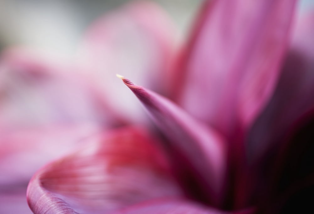 Hawaii Oahu Macro Detail Of PurpleRed Ti-Leaf Plant Budding Canvas Art - Charmian Vistaunet Design Pics (36 x 24)