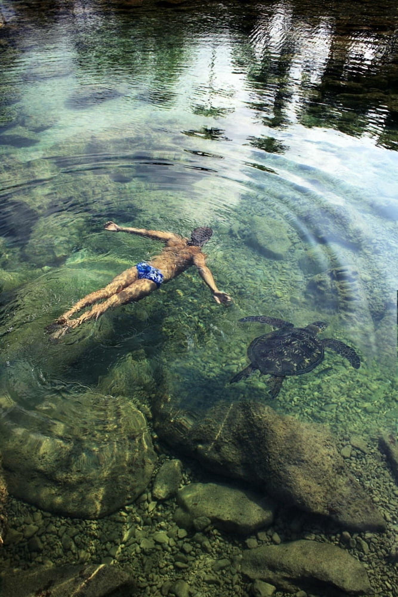 Hawaii Oahu Man And Hawaiian Sea Turtle Swimming Side By Side In The Ocean Reef View From Above Canvas Art - Brandon Tabiolo Design Pics (22 x 34)