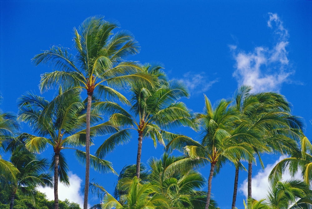 Hawaii Oahu Many Tops Of Tall Palm Trees Against Blue Sky With Wispy Clouds Tropical Canvas Art - Bill Brennan Design Pics (19 x 12)