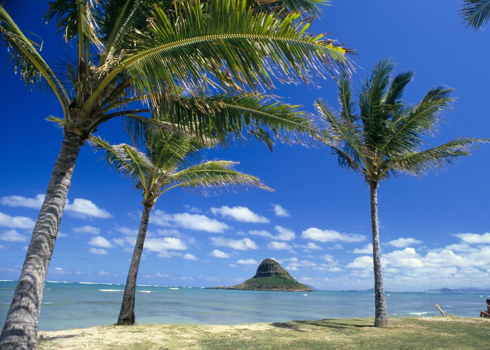 Hawaii Oahu Mokolii Island Palm Trees Beach Canvas Art - Peter French Design Pics (36 x 26)