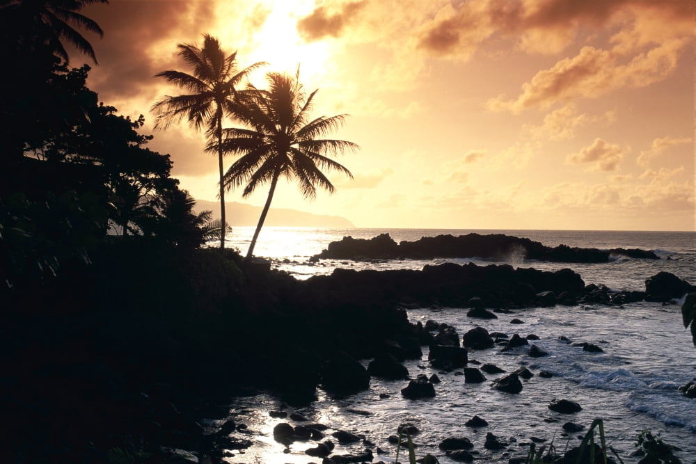 Hawaii Oahu North Shore Rocky Shoreline With Palms Silhouetted At Sunset Canvas Art - Bill Schildge Design Pics (38 x 24)