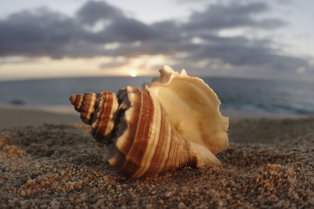 Hawaii Oahu North Shore Seashell Laying In The Sand With Sun Setting Behind It Canvas Art - Vince Cavataio Design Pics (17 x 11)