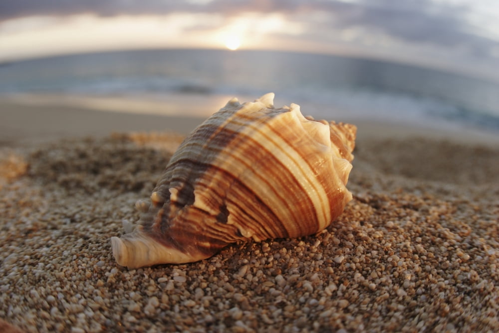 Hawaii Oahu North Shore Seashell Laying In The Sand With Sun Setting Behind It Canvas Art - Vince Cavataio Design Pics (17 x 11)