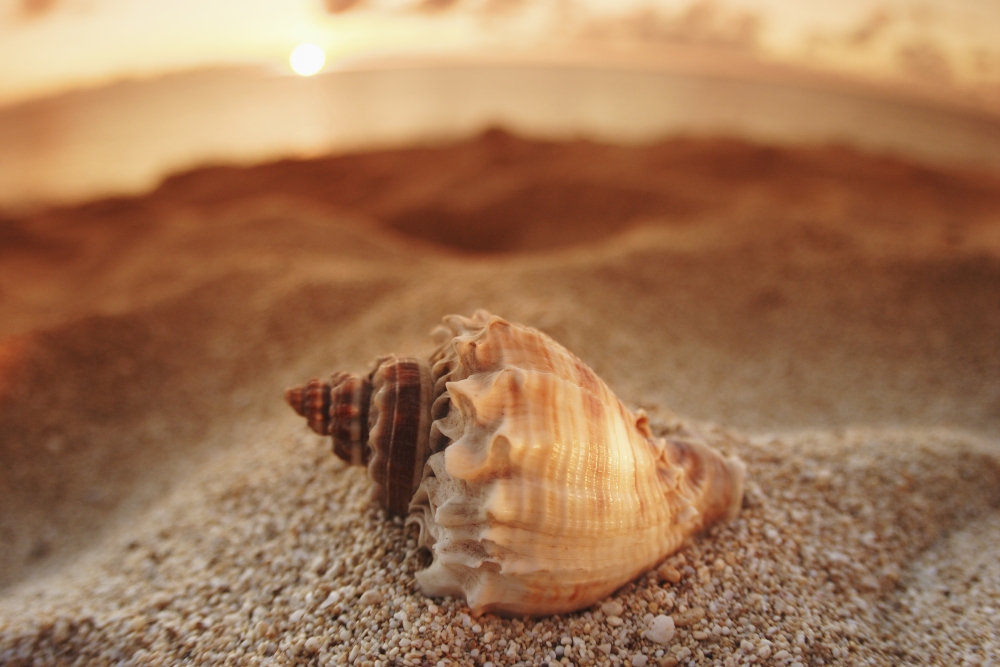 Hawaii Oahu North Shore Seashell Laying In The Sand With Sun Setting Behind It Canvas Art - Vince Cavataio Design Pics (17 x 11)