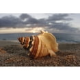 thumbnail image 1 of Hawaii Oahu North Shore Seashell Laying In The Sand With Sun Setting Behind It. Poster Print, 1 of 3