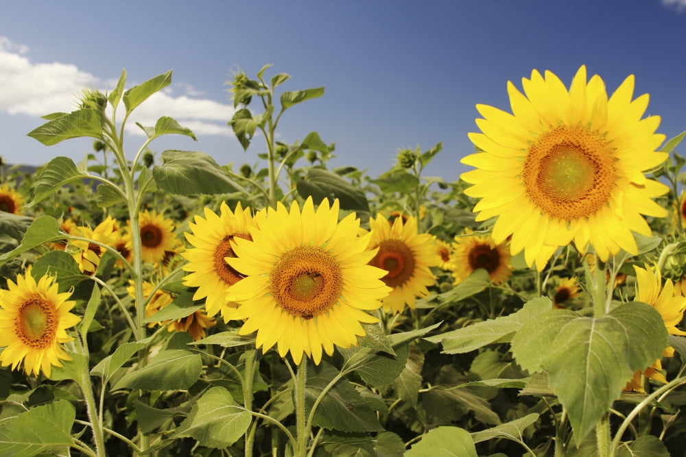 Hawaii Oahu North Shore Sunflower Field Canvas Art - Vince Cavataio Design Pics (34 x 22)