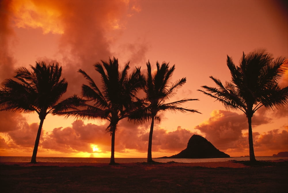 Hawaii Oahu Orange Yellow Sunrise At Chinamans Hat Palms Silhouetted A42G Canvas Art - Greg Vaughn Design Pics (19 x 12)