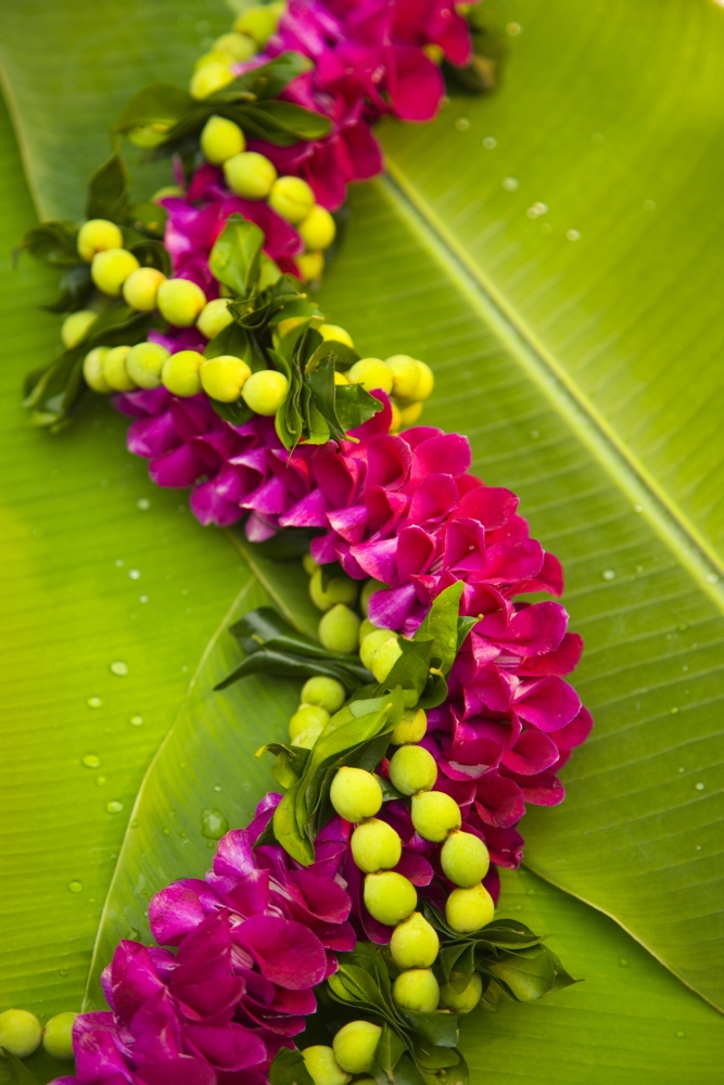 Hawaii Oahu Orchid Lei On Banana Leaves Canvas Art - Dana Edmunds Design Pics (12 x 18)