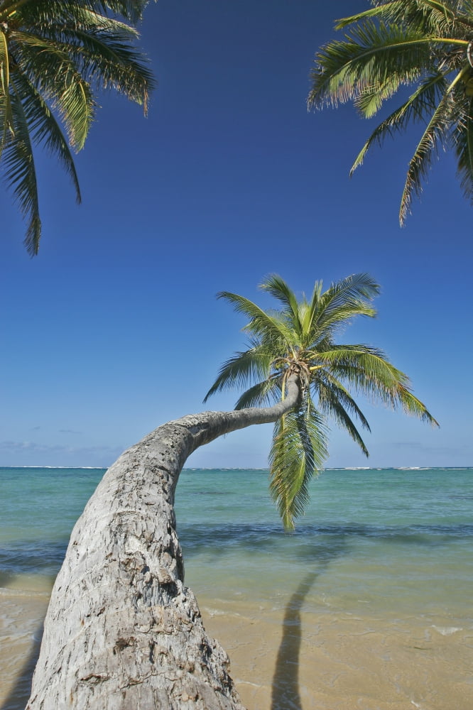Hawaii Oahu Palm Trees Overhang The Ocean On A Clear Blue Day Canvas Art - Tomas del Amo Design Pics (12 x 18)