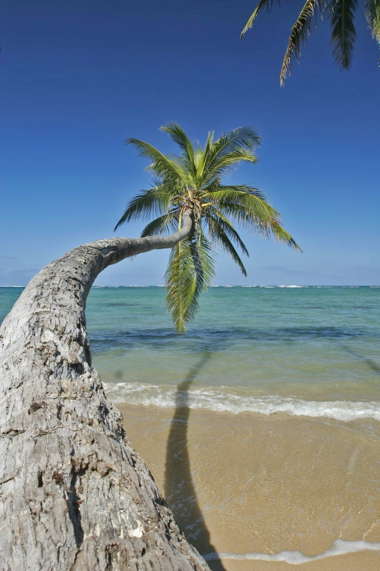 Hawaii Oahu Palm Trees Overhang The Ocean On A Clear Blue Day Canvas Art - Tomas del Amo Design Pics (12 x 18)